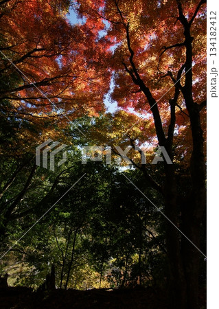 鳥取　四季の散歩　秋　智頭　諏訪神社 134182412