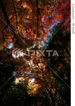 鳥取　四季の散歩　秋　智頭　諏訪神社 134182413