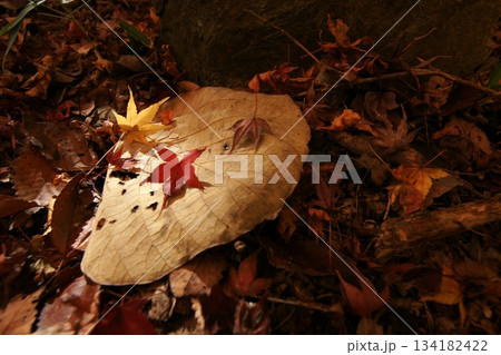 鳥取 四季の散歩 秋 智頭 諏訪神社 鳥取 四季の散歩 秋 智頭 諏訪神社 134182422