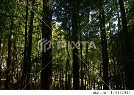鳥取　四季の散歩　秋　智頭　諏訪神社 134182433