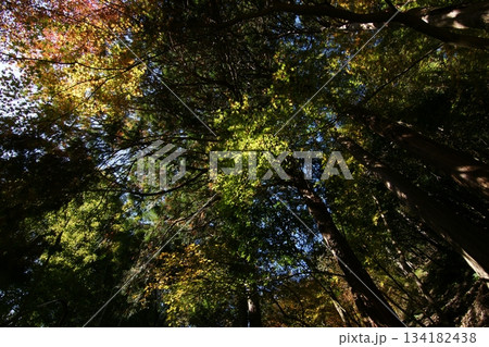 鳥取 四季の散歩 秋 智頭 諏訪神社 鳥取 四季の散歩 秋 智頭 諏訪神社 134182438