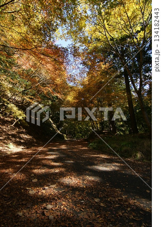 鳥取　四季の散歩　秋　智頭　諏訪神社 134182443