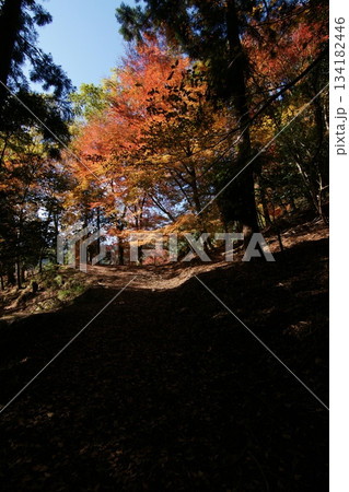 鳥取　四季の散歩　秋　智頭　諏訪神社 134182446