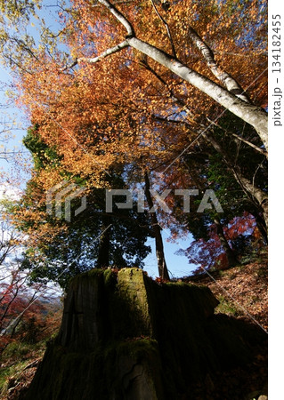 鳥取 四季の散歩 秋 智頭 諏訪神社 鳥取 四季の散歩 秋 智頭 諏訪神社 134182455