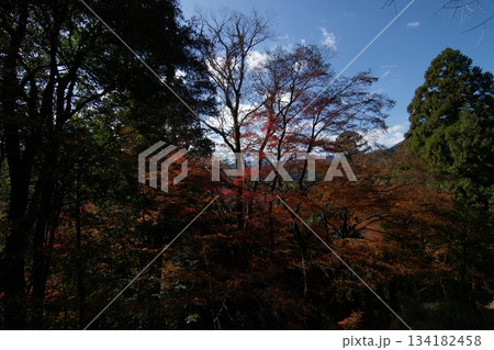 鳥取　四季の散歩　秋　智頭　諏訪神社 134182458