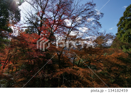 鳥取 四季の散歩 秋 智頭 諏訪神社 鳥取 四季の散歩 秋 智頭 諏訪神社 134182459