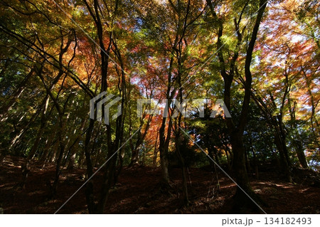 鳥取 四季の散歩 秋 智頭 諏訪神社 鳥取 四季の散歩 秋 智頭 諏訪神社 134182493