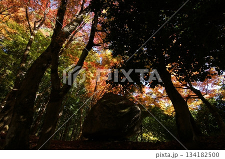 鳥取 四季の散歩 秋 智頭 諏訪神社 鳥取 四季の散歩 秋 智頭 諏訪神社 134182500