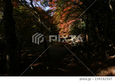 鳥取 四季の散歩 秋 智頭 諏訪神社 鳥取 四季の散歩 秋 智頭 諏訪神社 134182507