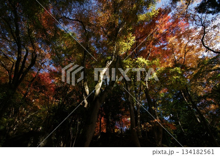 鳥取 四季の散歩 秋 智頭 諏訪神社 鳥取 四季の散歩 秋 智頭 諏訪神社 134182561
