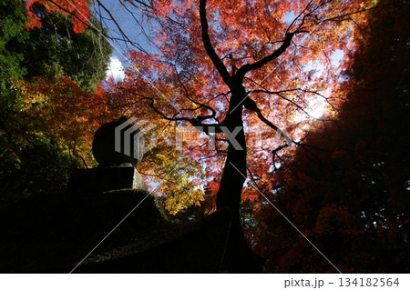 鳥取　四季の散歩　秋　智頭　諏訪神社 134182564