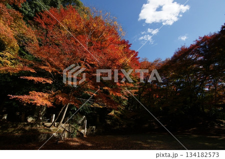 鳥取 四季の散歩 秋 智頭 諏訪神社 鳥取 四季の散歩 秋 智頭 諏訪神社 134182573