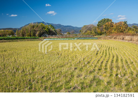 桂川沿いの田園風景 京都市 桂川沿いの田園風景 京都市 134182591