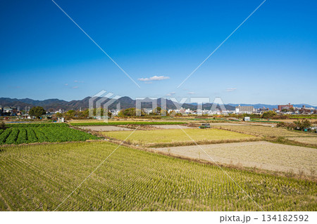 桂川沿いの田園風景　京都市 134182592