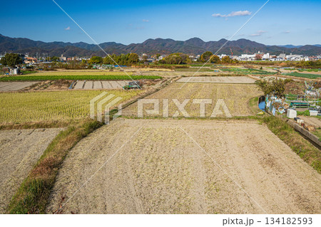 桂川沿いの田園風景　京都市 134182593