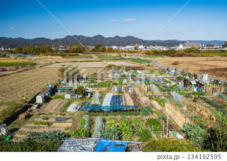 桂川沿いの田園風景　京都市 134182595