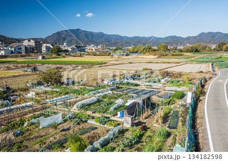 桂川沿いの田園風景 京都市 桂川沿いの田園風景 京都市 134182598