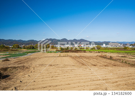 桂川沿いの田園風景　京都市 134182600
