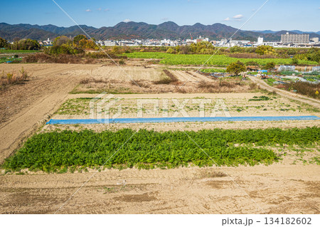 桂川沿いの田園風景　京都市 134182602