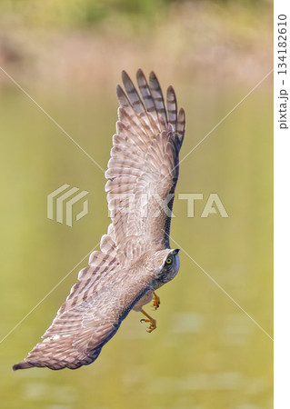 飛ぶ小鳥を狙うハイタカ幼鳥 134182610