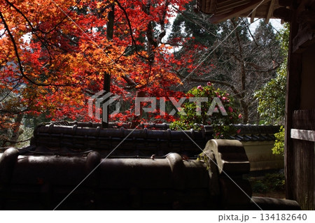 鳥取 四季の散歩 秋 豐乗寺 鳥取 四季の散歩 秋 豐乗寺 134182640