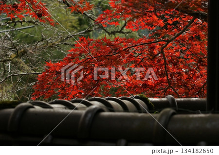 鳥取 四季の散歩 秋 豐乗寺 鳥取 四季の散歩 秋 豐乗寺 134182650