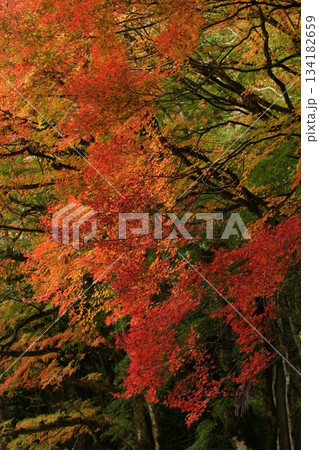 鳥取 四季の散歩 秋 豐乗寺 鳥取 四季の散歩 秋 豐乗寺 134182659