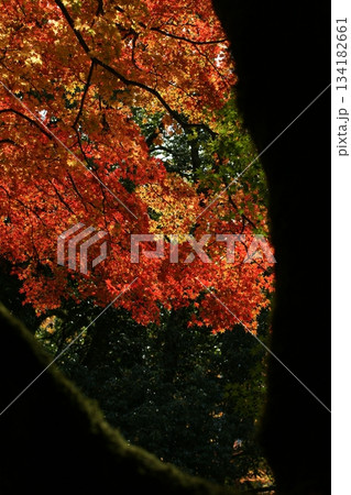 鳥取 四季の散歩 秋 豐乗寺 鳥取 四季の散歩 秋 豐乗寺 134182661