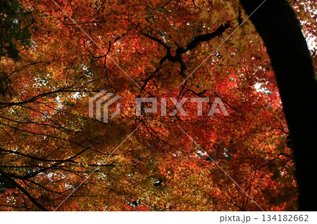 鳥取 四季の散歩 秋 豐乗寺 鳥取 四季の散歩 秋 豐乗寺 134182662