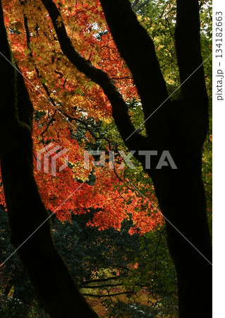 鳥取 四季の散歩 秋 豐乗寺 鳥取 四季の散歩 秋 豐乗寺 134182663