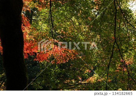 鳥取 四季の散歩 秋 豐乗寺 鳥取 四季の散歩 秋 豐乗寺 134182665
