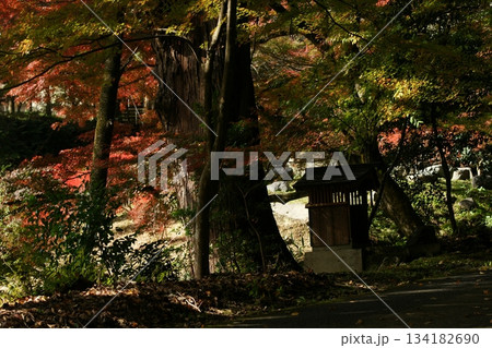 鳥取 四季の散歩 秋 豐乗寺 鳥取 四季の散歩 秋 豐乗寺 134182690
