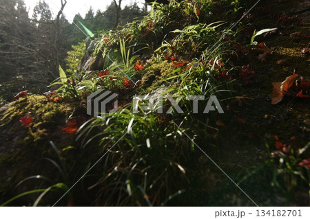 鳥取　四季の散歩　秋　豐乗寺 134182701