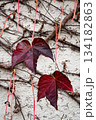 秋の赤い葉っぱ 134182863