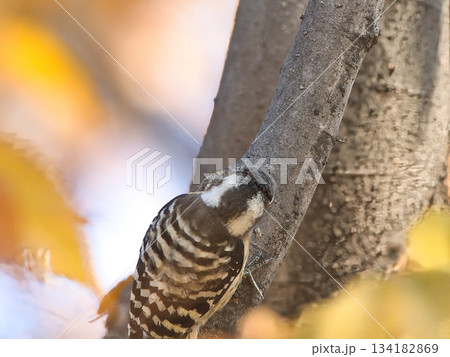 餌を探す小啄木鳥 134182869