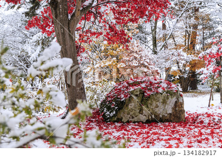 落ち葉に積もる雪　秋田県大仙市の晩秋の風景 134182917
