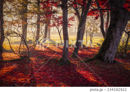 秋田県大仙市の晩秋、朝の光差す紅葉の森 134182922
