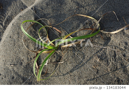 太平洋を背景に広がる砂浜。しっかりと根を生やした植物たちが力強く根を生やしている。逞しい植物たち。 134183044