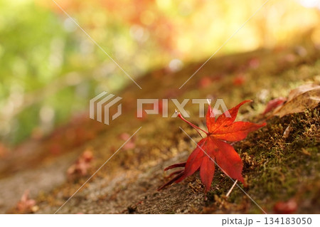 鳥取　四季の散歩　秋　智頭　諏訪神社 134183050