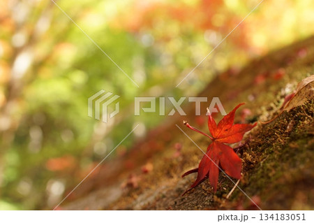 鳥取 四季の散歩 秋 智頭 諏訪神社 鳥取 四季の散歩 秋 智頭 諏訪神社 134183051