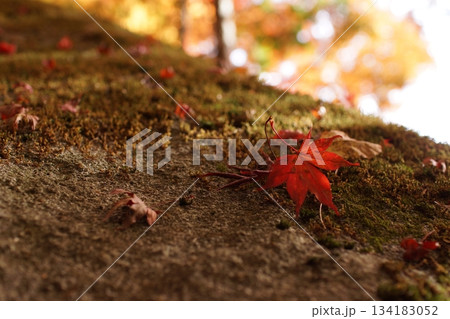 鳥取　四季の散歩　秋　智頭　諏訪神社 134183052