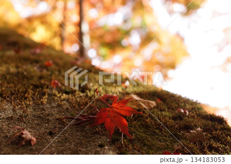 鳥取 四季の散歩 秋 智頭 諏訪神社 鳥取 四季の散歩 秋 智頭 諏訪神社 134183053