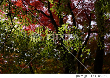 鳥取 四季の散歩 秋 智頭 諏訪神社 鳥取 四季の散歩 秋 智頭 諏訪神社 134183059