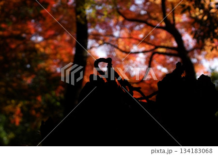 鳥取 四季の散歩 秋 智頭 諏訪神社 鳥取 四季の散歩 秋 智頭 諏訪神社 134183068