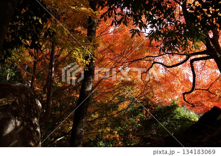 鳥取　四季の散歩　秋　智頭　諏訪神社 134183069
