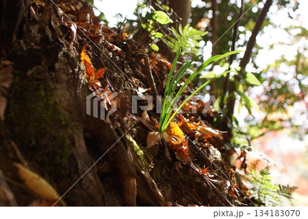 鳥取 四季の散歩 秋 智頭 諏訪神社 鳥取 四季の散歩 秋 智頭 諏訪神社 134183070