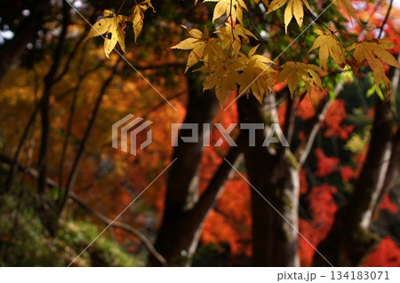 鳥取　四季の散歩　秋　智頭　諏訪神社 134183071