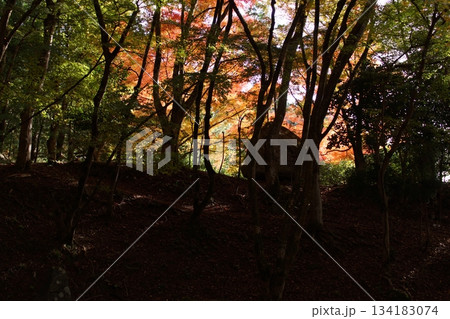 鳥取　四季の散歩　秋　智頭　諏訪神社 134183074