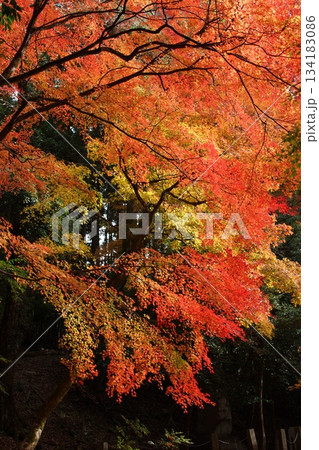 鳥取　四季の散歩　秋　智頭　諏訪神社 134183086