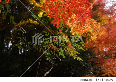 鳥取 四季の散歩 秋 智頭 諏訪神社 鳥取 四季の散歩 秋 智頭 諏訪神社 134183089